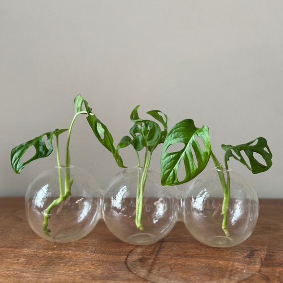 Plant Propagation Glass Bubble Vase Decor - Picture 2 of 6